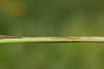 Manyflower flatsedge